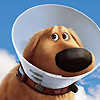 poisontaster: (Cone of Shame)