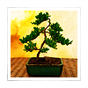 epona34: (bonsai)