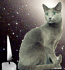 leiacat: A grey cat against background of starry sky, with lit candle in the foreground (Default)
