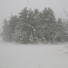 thothmes: A clump of evergreens, seen dimly through snow (Trees through Snow)