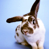 tree: a white bunny with brown markings, one ear up and one down ([else] oh bunneh)