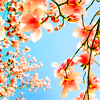 callerya: (Sakura Cherry Blossom)