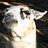 frith: (llama hmph)