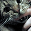 shoaling_souls: Erdős, my kitten, chewing on my finger (Erdős)