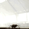 naanima: ([Misc] Bouncy Elephant)