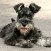 sunt: schnauzer puppy (*wants*)