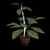 intothegreen: The infamous green herb, staple of RE games. (Green Herb, Resident Evil)