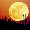 naanima: ([Misc] Red Mooni n Desert)