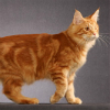 one_eyed_nemo: One-eyed red mackerel tabby (Default)