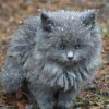 bamfingcats: (mayhem)