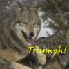 anthimeria: A happy wolf pouncing on a packmate, reads "Triumph!" (Triumph!)