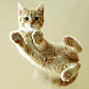 fullygoldy: kitten belly from underneath (Kitten)