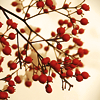 layangabi: (blossoms)