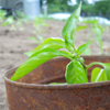 were_duck: Green hot pepper leaves peek out over rusty can (Farm pepper plant)
