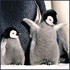 wenchpixie: (stock baby penguin yay wings)