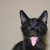calliope_jones: (yawn)