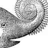helicoprion: (Default)