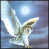 jennythereader: (Flying Owl w/Full Moon)