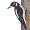 nightdog_barks: (Bird Woodpecker)