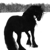 blackmare: (friesian)