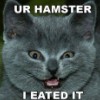 blackmare: (hamster kitty)