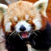 mythicgeek: ([cuteness] red panda yawning)