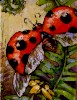 blackmare: (painted ladybug)