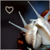 xenologer: (snail cuddle)