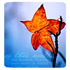 woldy: (Leaf)