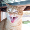 jaspurcat: (pic#579137)