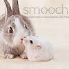 panda: photo of a bunny and a guinea pig pressing noses together, text says "smooch" (bunnysmooch)