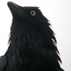 gentlebird: (b - what type of math do owls like?)