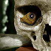 larxene: a skull with a moth sitting in the eye socket, creating the illusion of an eye with its wing (psyche)