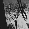 elestheria: A silhouette of trees. (☼ grace.)