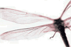 jood: (dragonfly)