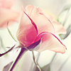 nyxelestia: Rose Icon (Gentle Rose)