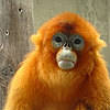 monkey5s: Chinese golden monkey (Default)