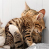 dchan: Two kittens snuggling (kitty hug)