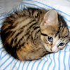dchan: A kitten curled up into a small ball (kitten ball)