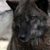 whosafraidof: (The kind of eyes that drive wolves mad)