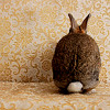 ofearthandstars: A bunny facing away towards paisley wallpaper. (bunny butt!)