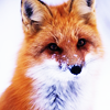 hermeline: (fox)