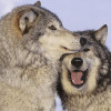 curiousasadog: (smile)