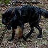 iambetadraconis: (Wolf #7)