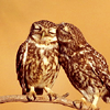aurora: (Stock Owls)