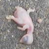 mihhas_barada: (angel)