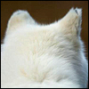 allati: (White - Ears)