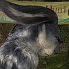 E. Aster Bunnymund