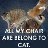 flewellyn: (All my chair are belong to cat)