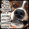 raze: dog lifting his lip and text, "this is the closest to a smile you're getting today." (smile motherfucker)